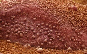 Abiat Bedeutung » Das steckt hinter diesem Wort