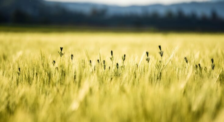 cornfield, summer, wheat, field, agriculture, grain, nature, gold, sun, food, plant, kornfeld, weizen, sommer, cereals, yellow nature, yellow food, yellow sun, yellow summer, yellow plant, yellow field, yellow plants, yellow natural, yellow wheat, wheat, wheat, gold, gold, gold, gold, gold